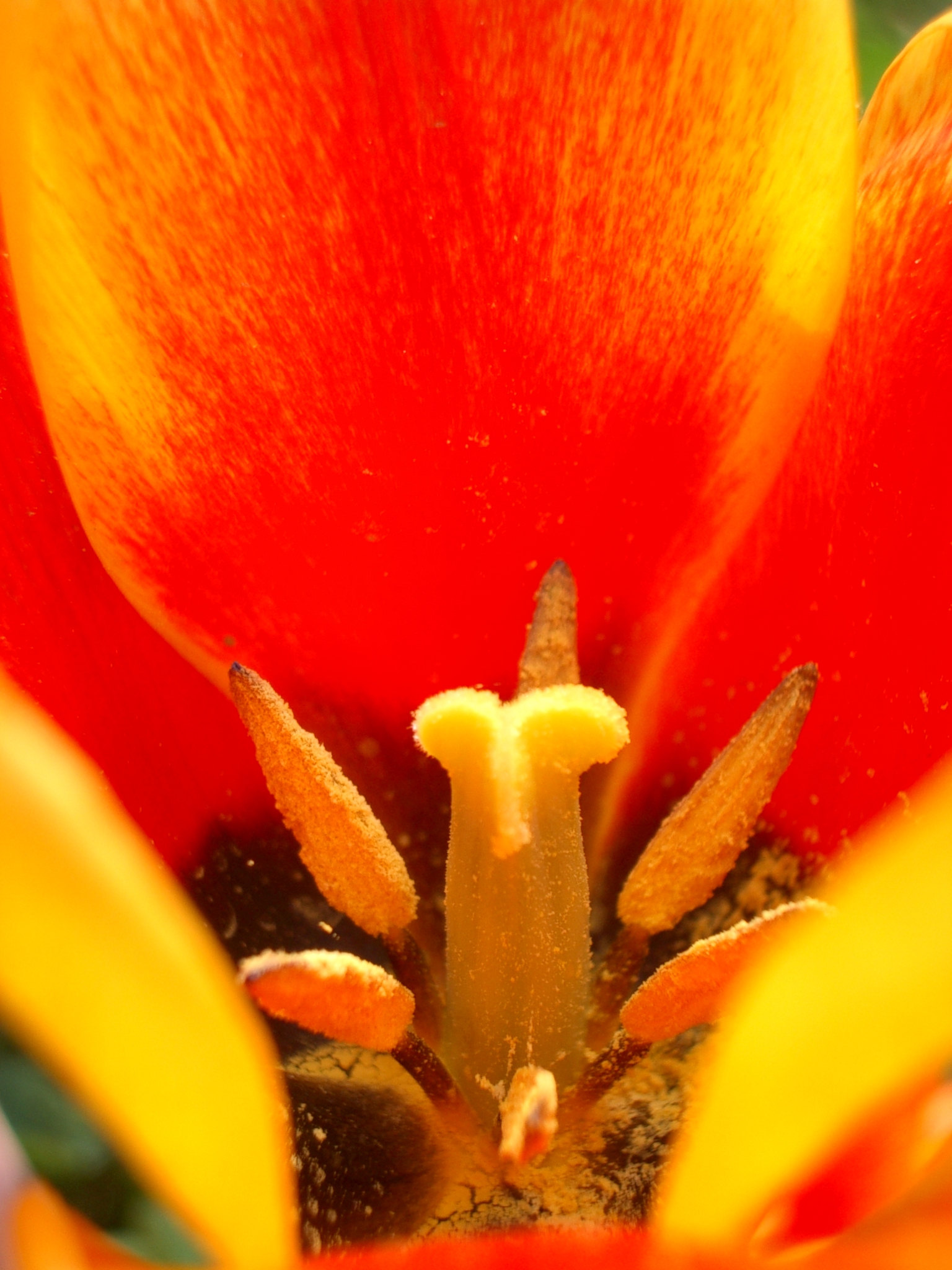 Optio-S super-macro; tulip inside