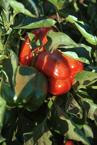 z0234-salinas-red-and-green-paprika