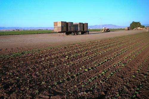 z0235-salinas-vegetable-fields