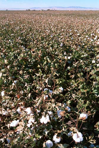 z0302-salinas-cotton-fields