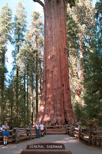 z0325-sequoia-general-sherman-tree