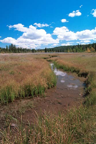 z0707-cedar-breaks-valley-stream