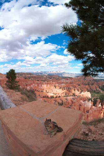 z0828-bryce-canyon-squirrel