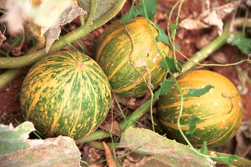 z0908-r66-roadside-vegetables