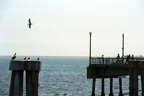 z1129-long-beach-fish-competition