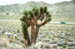 z0434-death-valley-joshua-tree