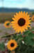 z0909-r66-roadside-flowers