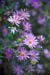 z0934-grand-canyon-flowers