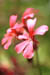 z1123-tiny-flower-in-la-city