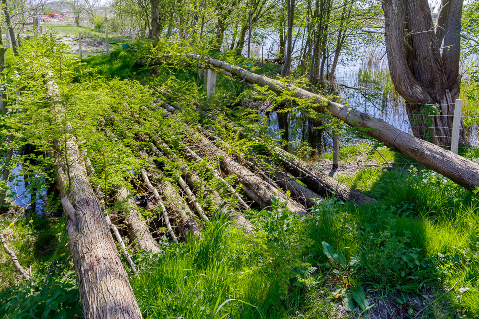 Growing a bridge
