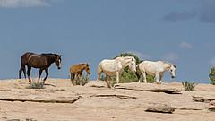 JvW USA 2008 road trip